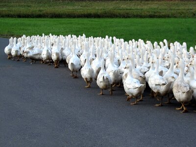 Happy goose free range marching