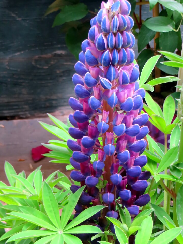 Blue flower legume power