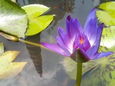 Lotus leaf water lotus basin photo