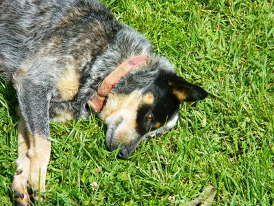 Grass puppy
