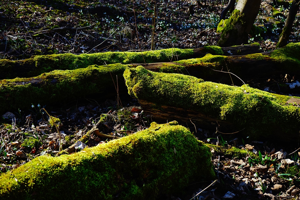 Bemoost green tree stump photo