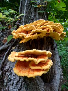 Fungi sulphureus laetiporus photo