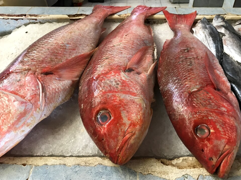 Seafood colorful tropical
