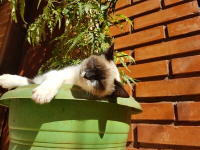 Laziness rests animal