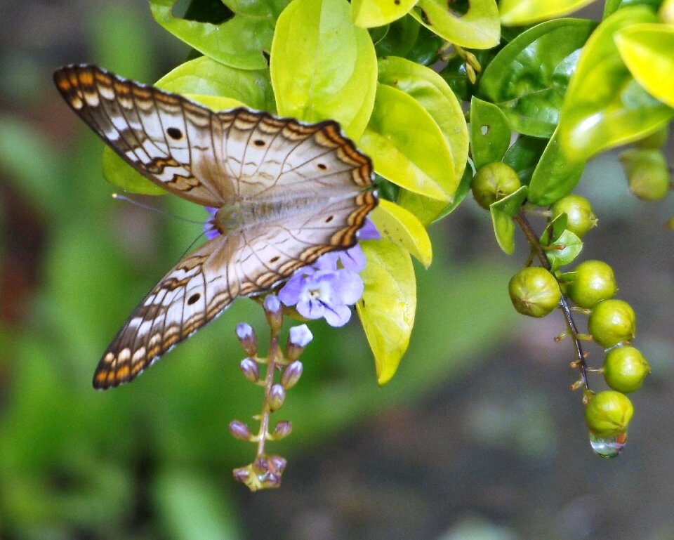 Drop in garden