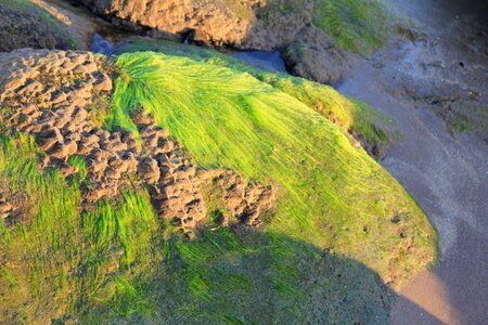 Marine algae ocean photo