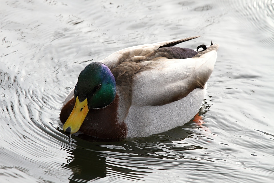 Bird animal world plumage