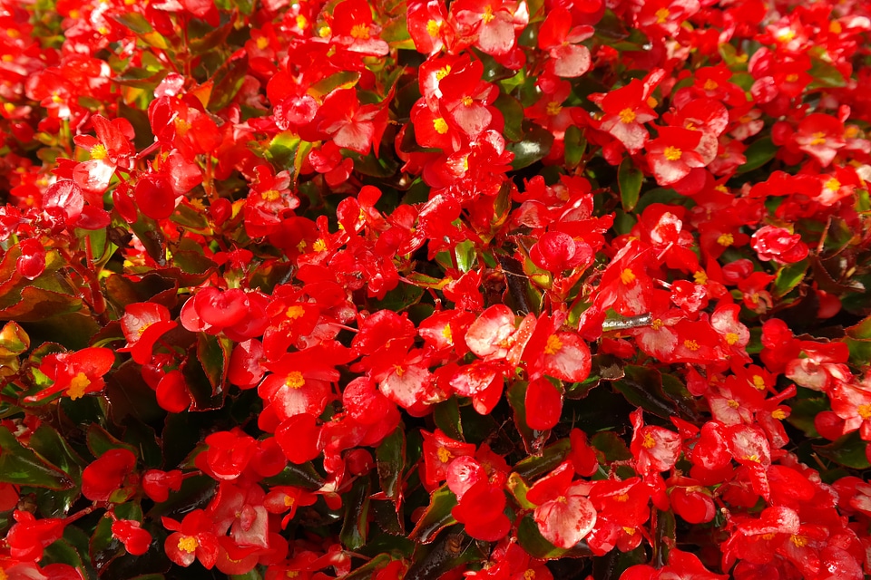 Flora semperflorens begonias begonia semperflorens cultorum
