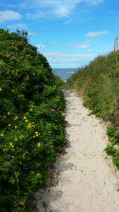 Sea buckthorn beach away