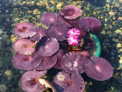 Lotus water pink lotus