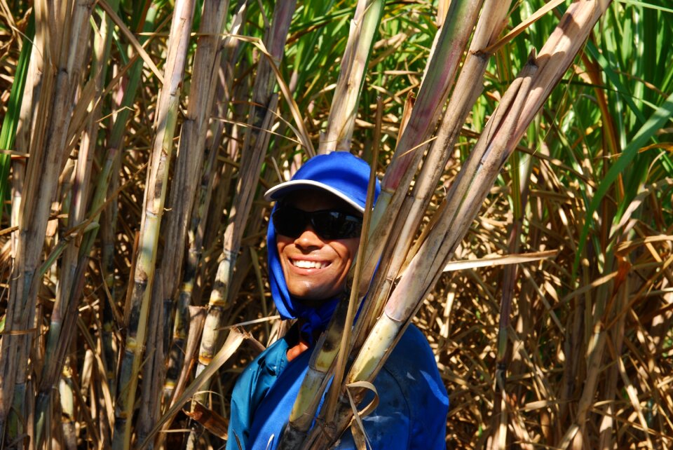 The rural worker cana plantation
