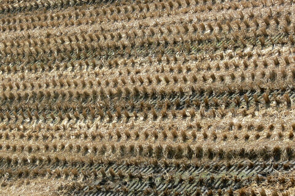 Landscape in rice field harvest