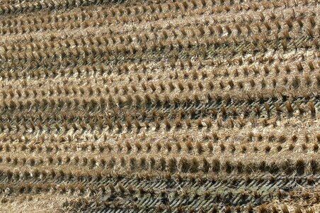 Landscape in rice field harvest photo