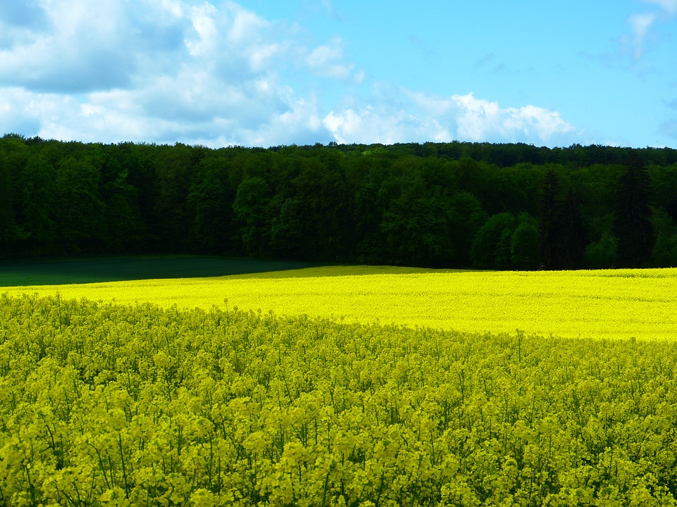Yellow green spring nature