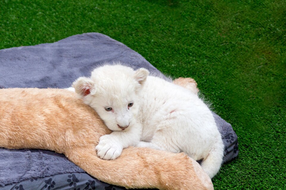 Outdoor nature white lion cub