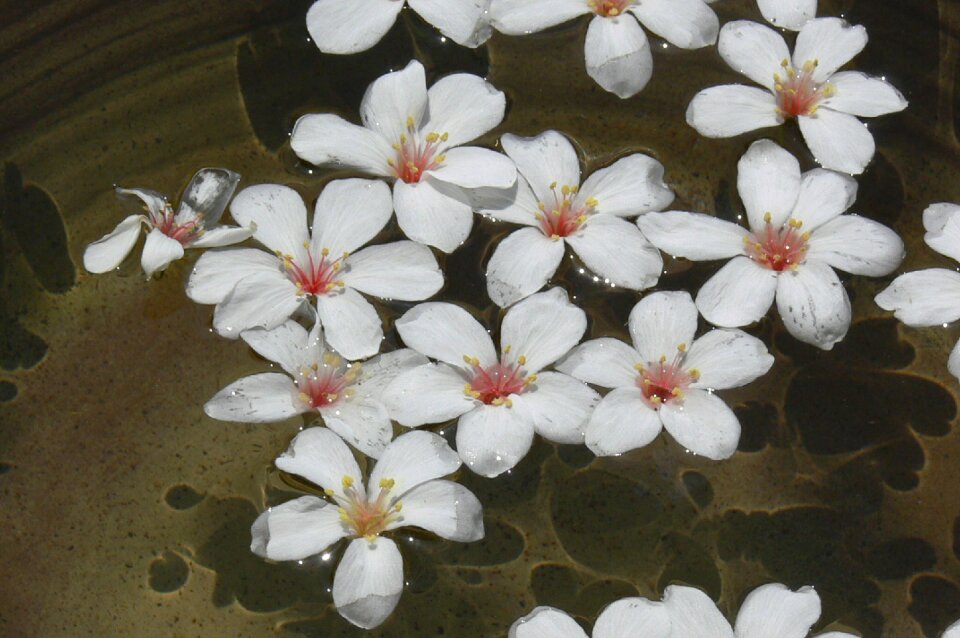 Flower indus wu yuexue