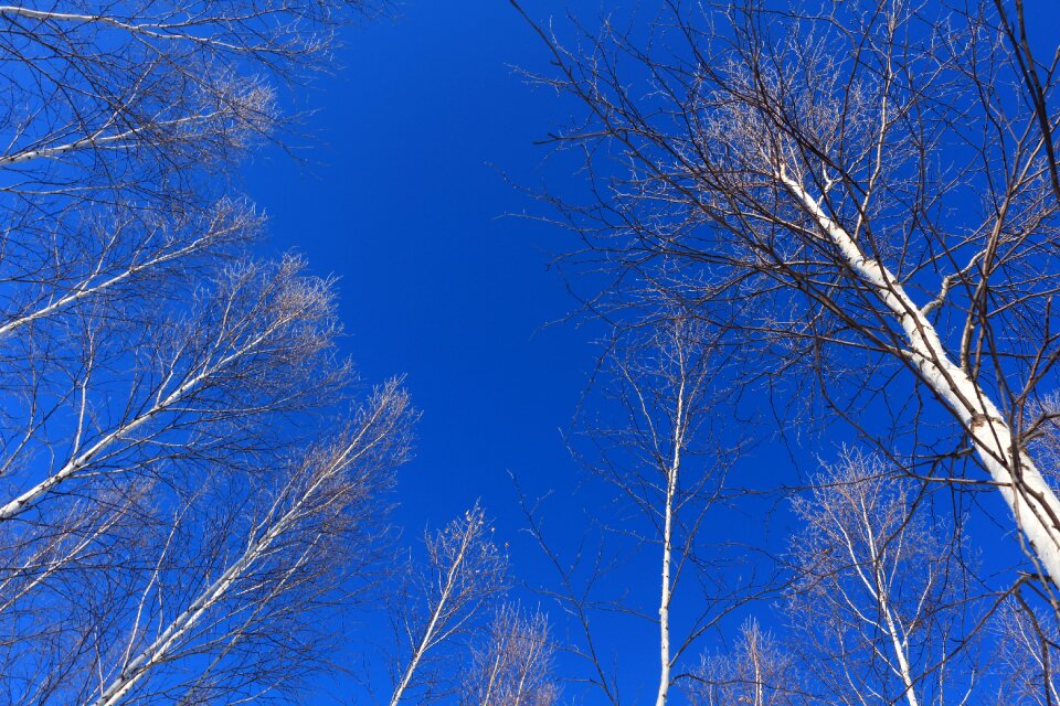 Birch forest trunk straight