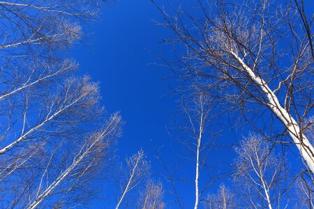 Birch forest trunk straight