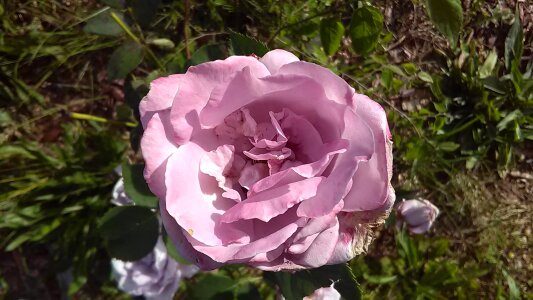 Natural aromatherapy pink