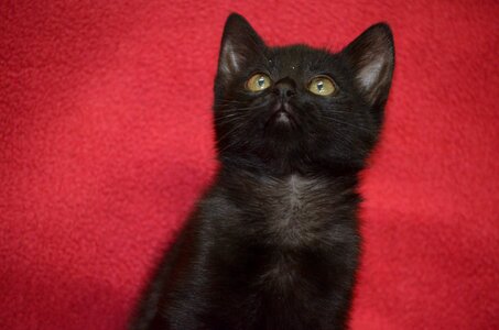 Black kitten kitten baby