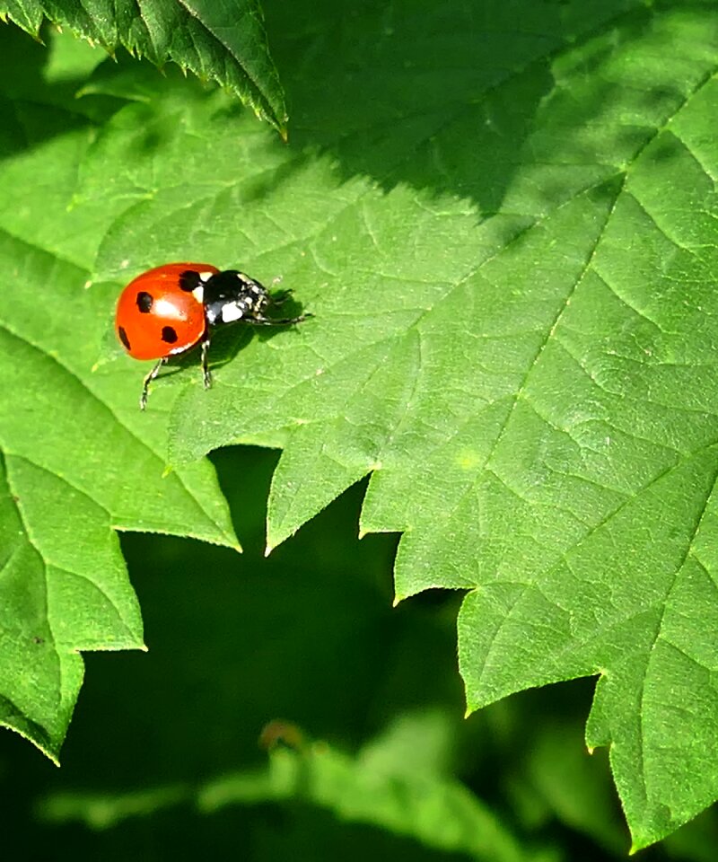 Ladybug lucky ladybug stinging nettle