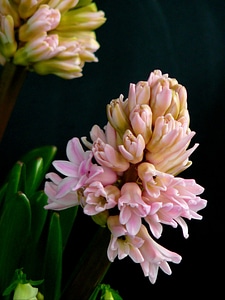 Macro flowers plant photo
