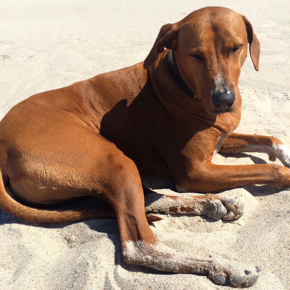 Sand dog relaxed