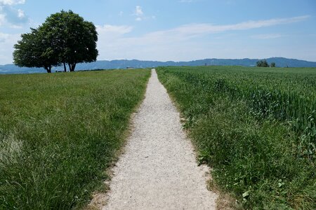 Nature tree meadow