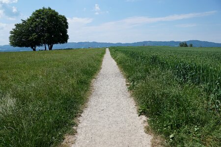 Nature tree meadow photo