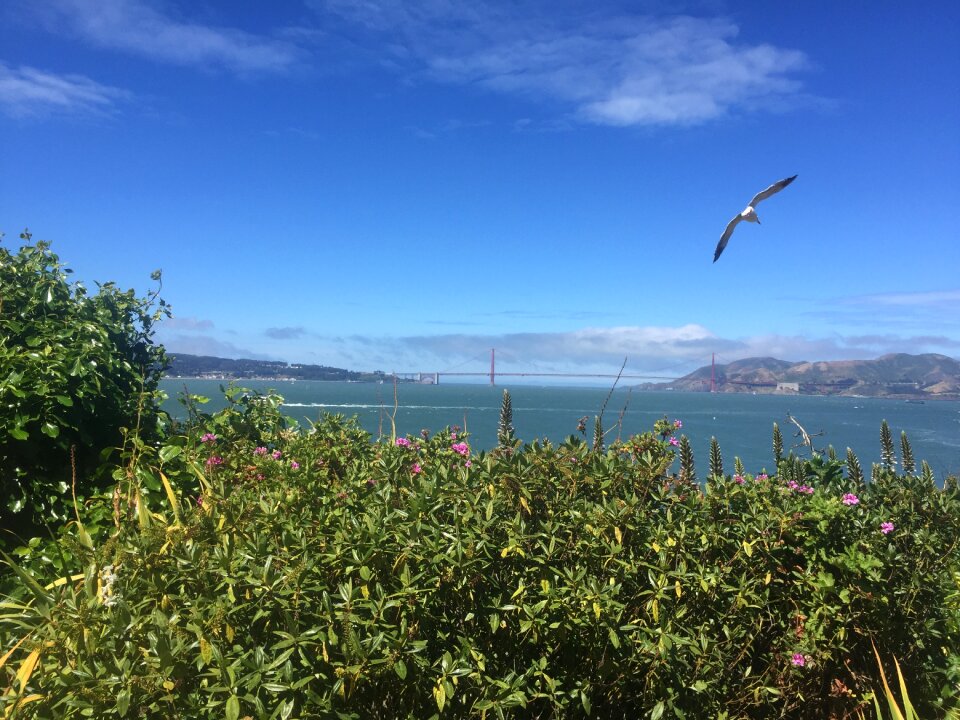 Gull landscape