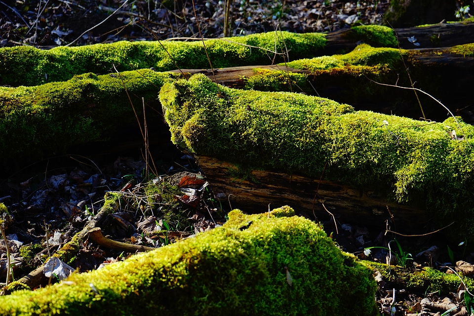 Bemoost green tree stump photo