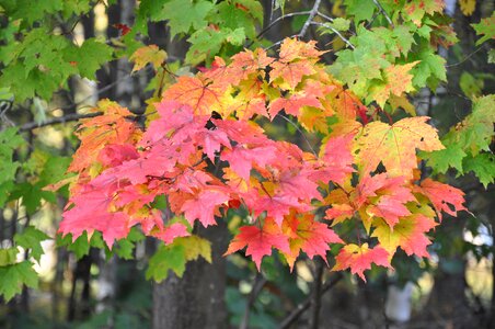 New england new hampshire trees