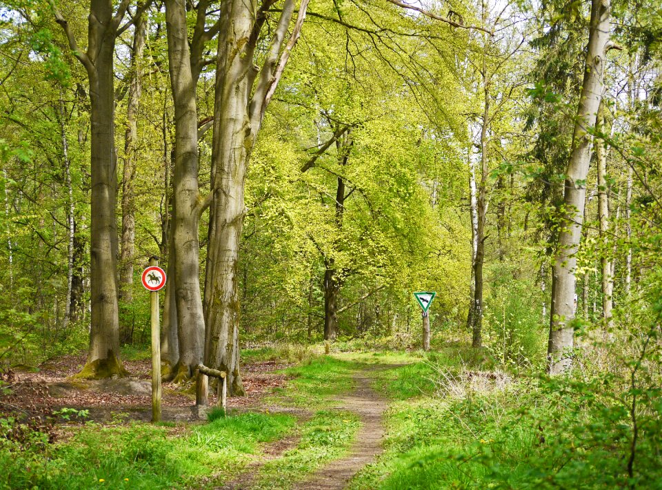 May may green mixed forest