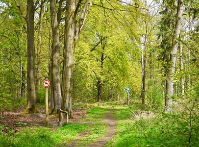 May may green mixed forest