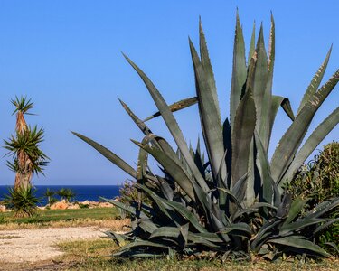 Nature leaf cactus