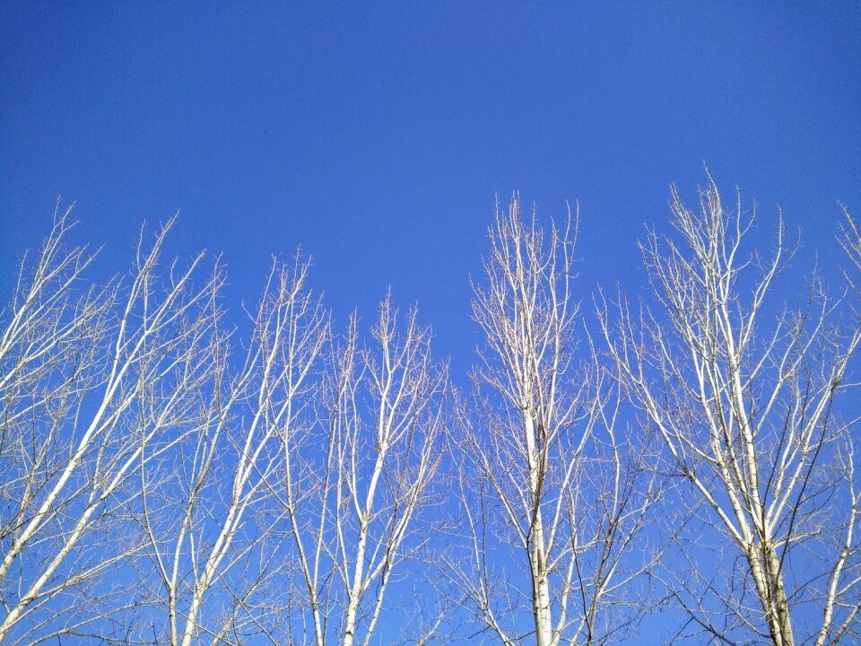 Blue sky tree light