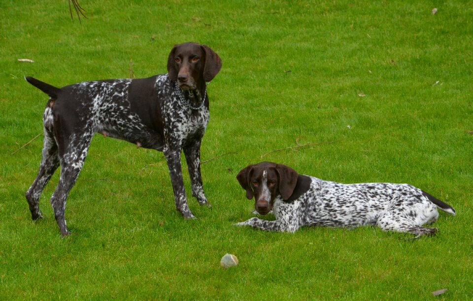 Curchar dogs legal