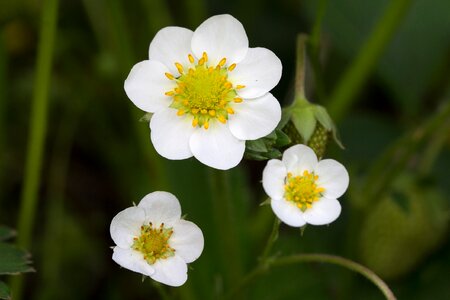 Strawberry flower access room