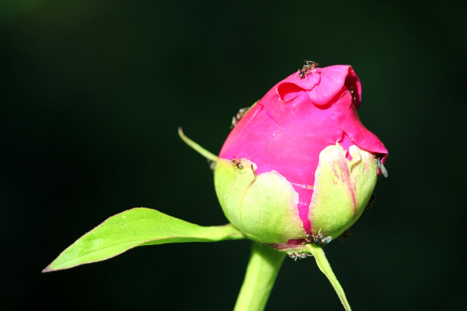 Bloom insect plant