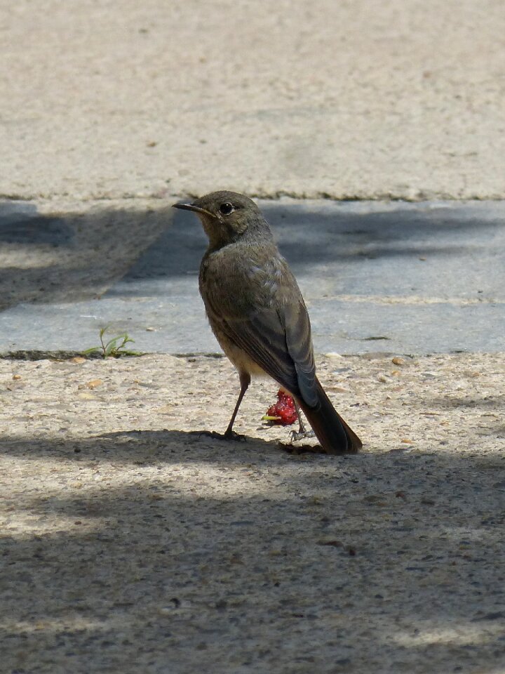 Bird mora phoenicurus ochruros