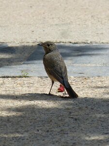 Bird mora phoenicurus ochruros photo