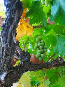 Vine vineyard green leaves
