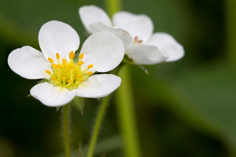 Strawberry flower access room