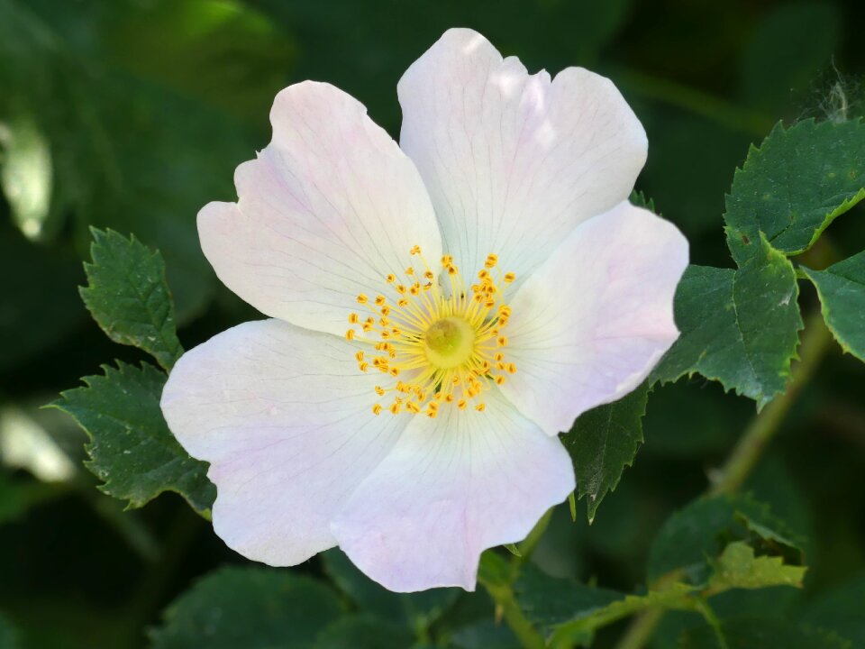 White flower anemone