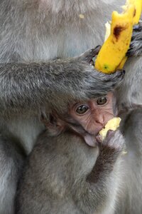 Ape baby monkey child young animal photo