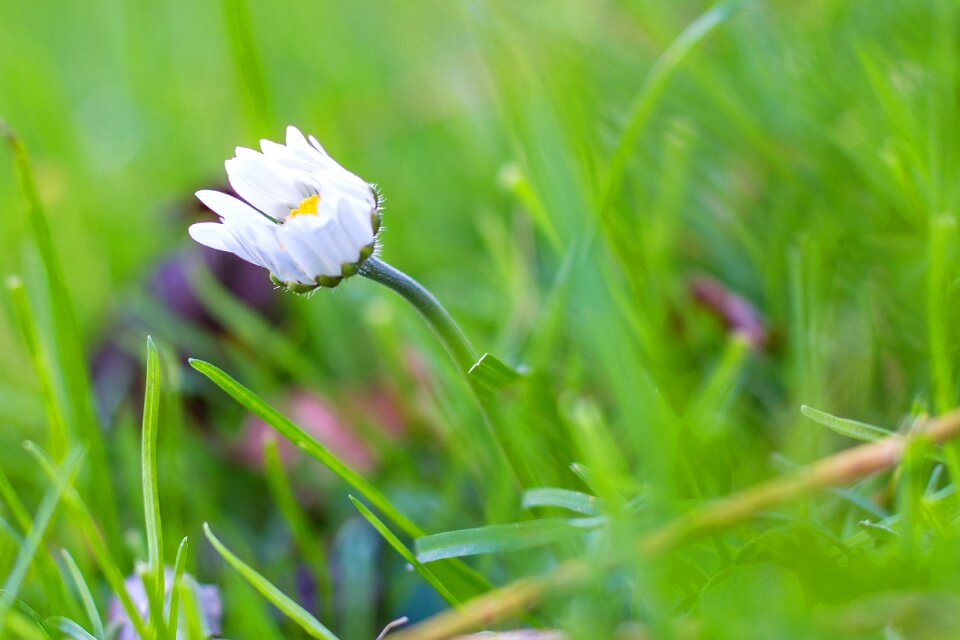 Blossom bloom nature