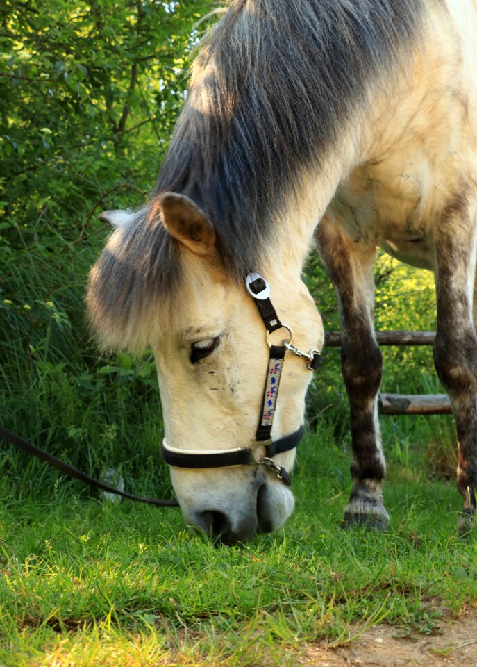 Animal world horse head white horse