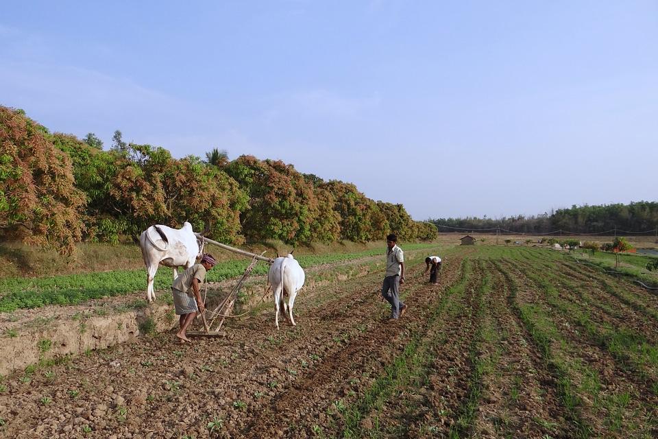 Tilling furrowing india