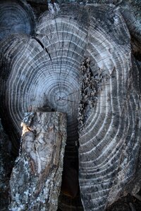 Tree cut trunk bark