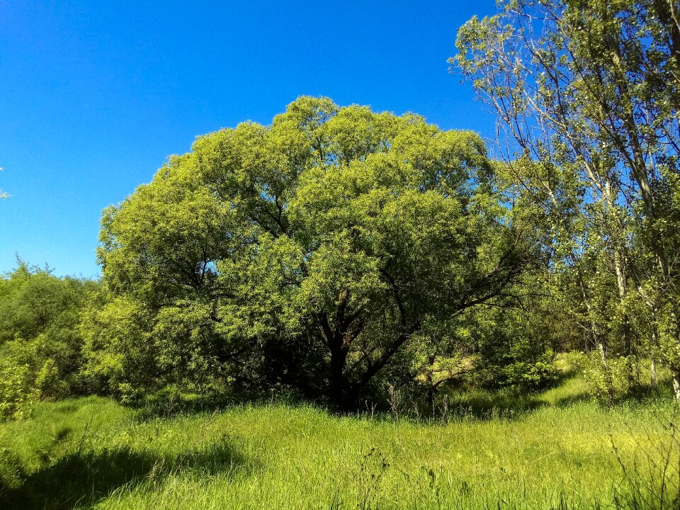 Forest green landscape